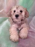 Female Schnoodle puppy for sale #7 Ready December 20th, 2012|Shipping to All Major Airports like Fort Lauderdale FL for only $150
